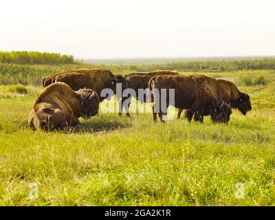 American Bison (Bison Bison) grast an einem bewölkten Tag auf einem Grasfeld; Fort McMurray, Alberta, Kanada Stockfoto
