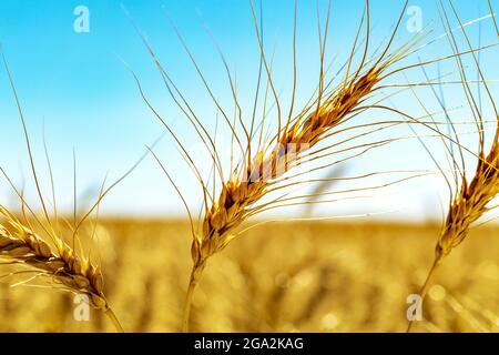 Nahaufnahme eines reifen Weizenkopfes in einem Feld mit blauem Himmel, östlich von Calgary; Alberta, Kanada Stockfoto