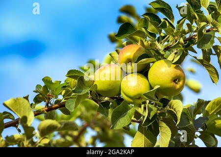 Gruppe von Äpfeln (Malus domestica), die auf einem Ast mit blauem Himmel reifen; Calgary, Alberta, Kanada Stockfoto