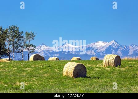 Rollte Heuballen auf einem grünen Feld mit der Bergkette der kanadischen Rockies und blauem Himmel im Hintergrund, westlich von Calgary; Alberta, Kanada Stockfoto