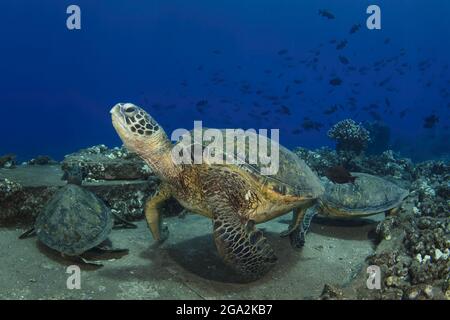 Drei hawaiianische grüne Meeresschildkröten (Chelonia mydas) ruhen am Meeresboden, während umsäumte Borstenohn (Ctenochaetus striatus) schwimmen Stockfoto