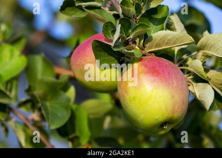 Zwei Äpfel (Malus domestica) reifen auf einem Ast mit warmem Morgenlicht; Calgary, Alberta, Kanada Stockfoto