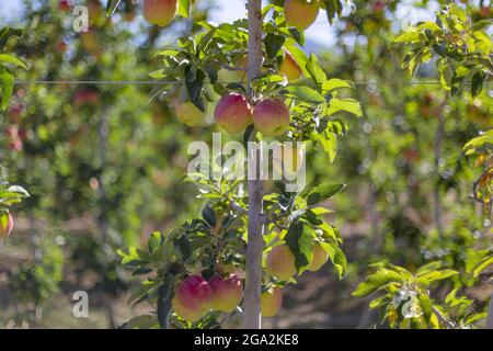 Nahaufnahme von Äpfeln (Malus domestica), die auf einer Espalierstruktur wachsen, einem Pfosten- und Drahtzaun, die Äste der Apfelbäume in einem Obstgarten stützen ... Stockfoto