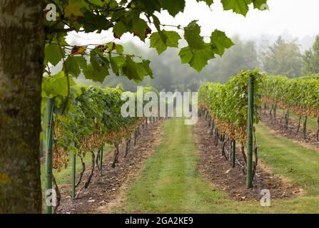 Blick hinunter durch die Reihen geernteter Weinreben in einem Weinberg im Norden von Vancouver an einem bewölkten Tag im Frühherbst; British Columbia, Kanada Stockfoto