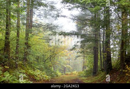 Nebliger Morgen auf einem herbstlichen Wanderweg entlang des Fraser River; Hope, British Columbia, Kanada Stockfoto