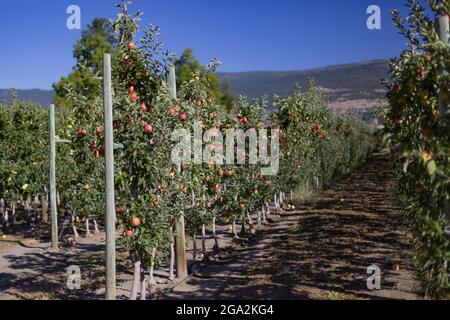 Reihen von Apfelbäumen (Malus domestica) in einem Obstgarten mit Espalier Struktur, Pfosten und Draht Zaun, um Äste für optimales Wachstum und ... Stockfoto