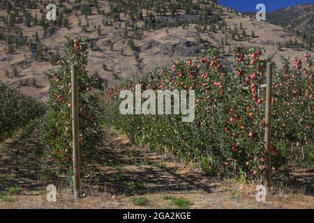 Reihen von Apfelbäumen (Malus domestica) in einem Obstgarten mit Espalier Struktur, Pfosten und Draht Zaun, um Äste für optimales Wachstum und ... Stockfoto