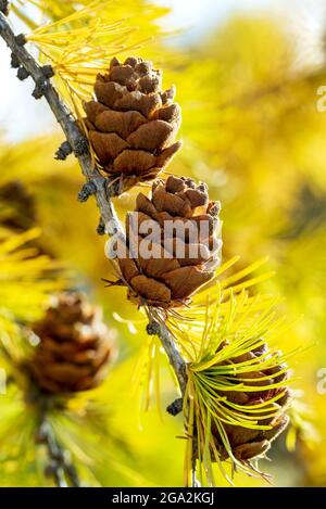 Nahaufnahme von Lärchenzapfen mit leuchtend gelben Nadeln in der Herbstsaison; Calgary, Alberta, Canad Stockfoto