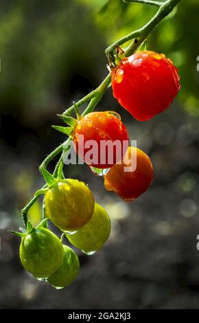 Nahaufnahme von fröhlichen Tomaten (Solanum lycopersicum var. cerasiforme) auf der Rebe mit verschiedenen Reiffarben und Wassertropfen Stockfoto