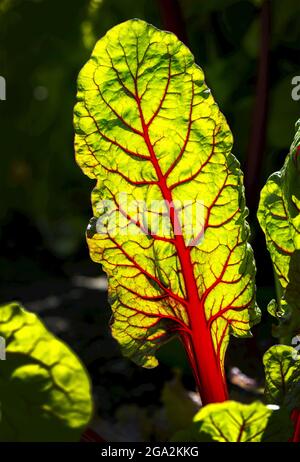 Nahaufnahme eines hinterleuchteten schweizer Mangold-Blattes (Beta vulgaris subsp. Vulgaris) mit leuchtend roten Adern; Calgary, Alberta, Kanada Stockfoto