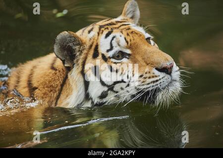 Sibirischer Tiger (Panthera tigris tigris) schwimmend in einem See, gefangen, Inzidenz in Russland und Nordostchina, gefangen in einem Zoo; Bayern, Deutschland Stockfoto