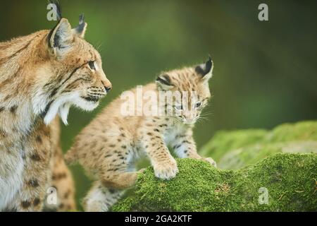 Eurasischer Luchs (Lynx Luchs) Kätzchen mit seiner Mutter, die in einem Wald spielt, gefangen; Deutschland Stockfoto