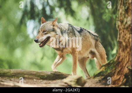 Eurasischer Wolf (Canis lupus lupus) Junge im Wald, gefangen; Bayern, Deutschland Stockfoto