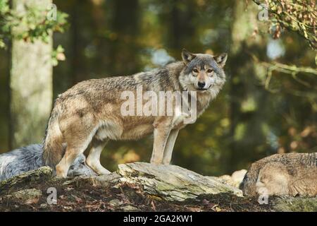 Ostwolf (Canis lupus lycaon) in einem Wald, gefangen; Baden-Württemberg, Deutschland Stockfoto