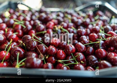 Ernte der roten Kirsche in einer Schachtel gesammelt. Ein Bild mit selektivem Fokus und Farbtönung. Stockfoto