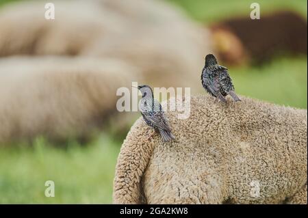 Blick von hinten auf zwei gewöhnliche Stare (Sturnus vulgaris), die auf einem Schaf (Ovis aries) auf einem Feld auf der Weide sitzen; Bayern, Deutschland Stockfoto