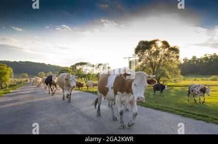 TradiBonal, eine alte, traditionelle landwirtschaftliche und ländliche Praxis der Dorfkühe (Bos taurus), die nach dem Weiden gemeinsam nach Hause zurückkehren... Stockfoto