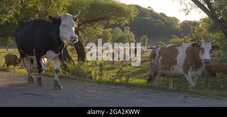 TradiBonal, eine alte, traditionelle landwirtschaftliche und ländliche Praxis der Dorfkühe (Bos taurus), die nach dem Weiden gemeinsam nach Hause zurückkehren... Stockfoto