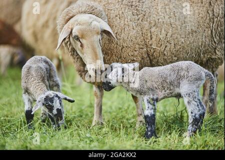 Nahaufnahme von Schafen (Ovis aries), die zwei Lämmer auf einem Feld hüten; Bayern, Deutschland Stockfoto