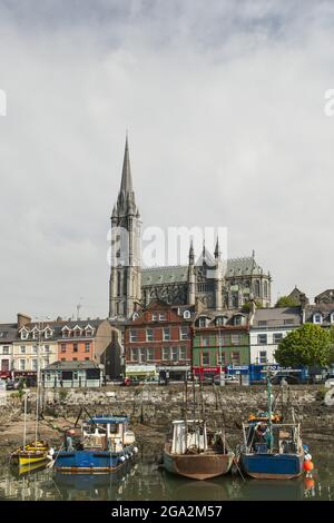 Bunte Fischerboote dockten an der Ufermauer an, Häuser säumen die Uferpromenade und die Cathedral Church of St. Colman's Cathedral blickt auf die ... Stockfoto