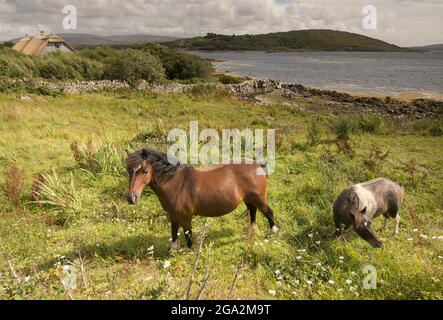 Connemara Ponys (Equus caballus) grasen entlang der Küste von Galway; County Galway, Irland Stockfoto