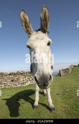 Nahaufnahme eines Esels (Equus africanus asinus), der auf einem Feld mit einer Steinmauer und einem hellen, blauen Himmel im Hintergrund steht Stockfoto