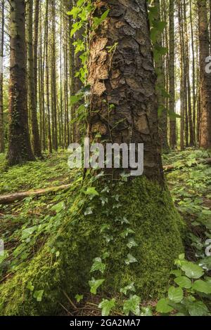 Efeu wächst auf einem moosigen Baumstamm mit seiner rauen Rinde, entlang des Naturpfades in Pigeon Hole Wood durch den Cong Woods Wald Stockfoto