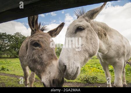 Nahaufnahme von Eseln (Equus africanus asinus), die neben einem Zaun auf einem Feld in der Stadt Trim grasen; Trim, County Meath, Irland Stockfoto