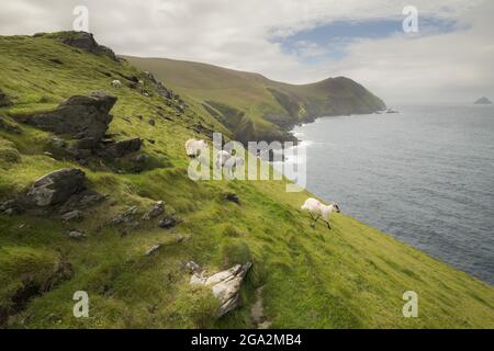 Schafe (Ovis aries) blicken auf die Kamera, die am Rande eines seacliffs steht und auf der Great Blasket Island (berühmt für die irische Sprache des 19.. Und 20.. Jahrhunderts... Stockfoto