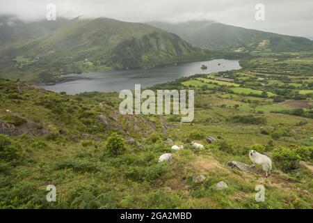 Schafe (Ovis aries) grasen auf dem Hügel mit Blick auf den Glanmore Lake und die stimmungsvolle Landschaft der Beara Peninsula; County Kerry, Irland Stockfoto