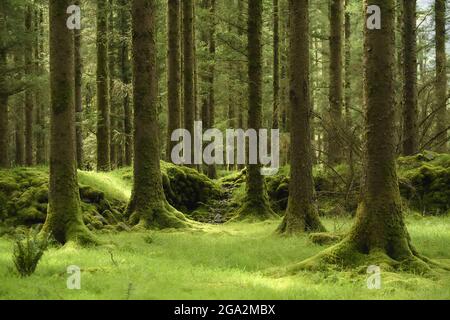 Moosbedeckte Baumstämme und Grasboden im Gougane Barra National Forest Park in West Cork; County Cork, Irland Stockfoto