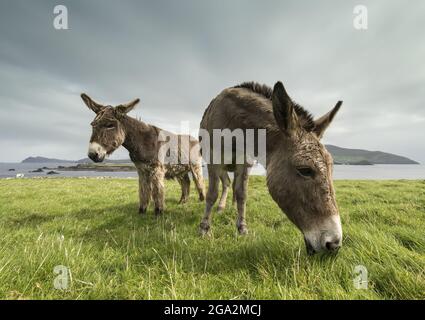 Nahaufnahme von Eseln (Equus asinus), die auf einem grasbewachsenen Feld entlang der Küste von Great Blasket Island grasen (berühmt für die irische langue aus dem 19.. Und 20.. Jahrhundert... Stockfoto