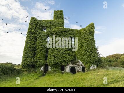 Vögel fliegen von den Efeu bedeckten Ruinen von Menlo Castle, das am Ufer des Flusses Corrib liegt; Menlo, County Galway, Irland Stockfoto