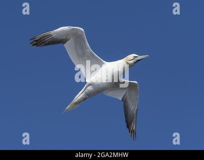 Eine einone Nordbölpel (Morus bassanus) im Flug gegen einen hellen, blauen Himmel; Grafschaft Kerry, Irland Stockfoto