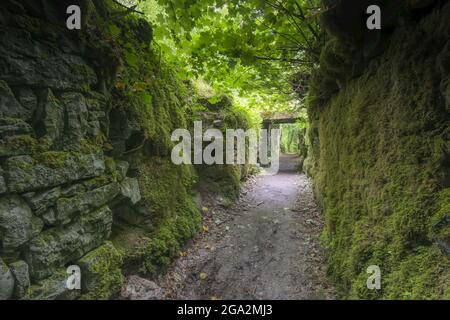 Ein Steintunnel auf dem Pigeon Hole Loop Naturspaziergang im Cong Forest; Cong, County Mayo, Irland Stockfoto