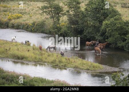 Pferdeherde (Equus ferus caballus), die am Ufer des Flusses Slaney in der Nähe von Enniscorthy grasen und wattieren; County Wexford, Irland Stockfoto