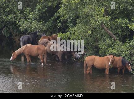 Pferde (Equus ferus caballus) waten entlang der Küste im Fluss Slaney in der Nähe von Enniscorthy; County Wexford, Irland Stockfoto