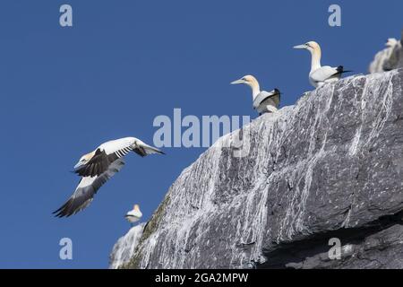 Eine Nördliche Gannette (Morus bassanus) fliegt von einer Klippe auf der kleinen Insel Skellig, während andere beobachten; Grafschaft Kerry, Irland Stockfoto