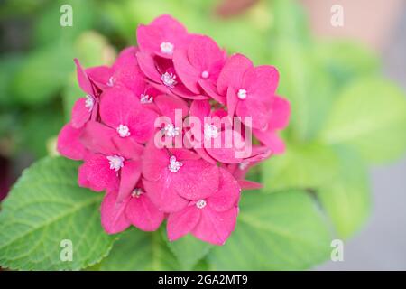 Nahaufnahme einer ajisai-Blume mit einer wunderschönen rosa Farbe. Grüne Blätter herum. Gartenarbeit Stockfoto
