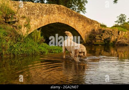 Cockapoo-Hund spielt im Wasser an der Holme Bridge; Ravensworth, North Yorkshire, England Stockfoto