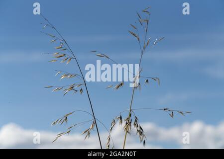 Zwei Haferstämme (Avena sativa) mit Samen gegen einen blauen, wolkigen Himmel; South Shields, Tyne und Wear, England Stockfoto