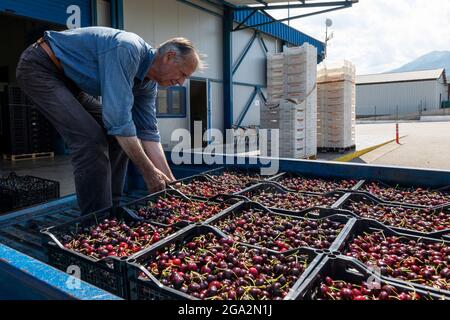 Katerini, Griechenland - 4. Juni 2021: Bauer transportiert rote Kirschen zur landwirtschaftlichen Genossenschaft in Katerini. Frische Bio-Früchte. Sommerernte. Stockfoto