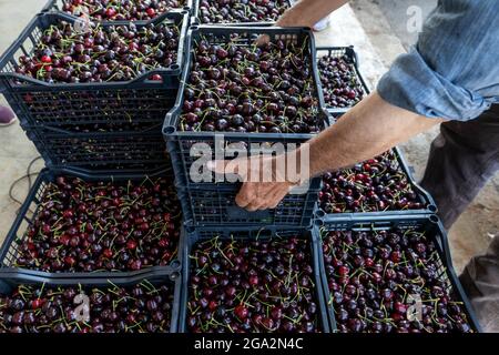 Katerini, Griechenland - 4. Juni 2021: Bauer transportiert rote Kirschen zur landwirtschaftlichen Genossenschaft in Katerini. Frische Bio-Früchte. Sommerernte. Stockfoto