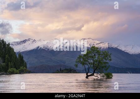 Weidenbaum wächst im Lake Wanaka mit schneebedeckten Bergen im Hintergrund und dramatischen Wolken bei Sonnenuntergang, Queenstown-Lakes District Stockfoto