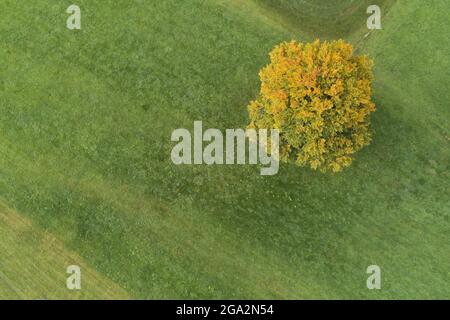 Luftaufnahme eines einsamen Baumes auf einer Herbstwiesen; Allgau, Schwaben, Schwaben, Bayern, Deutschland Stockfoto