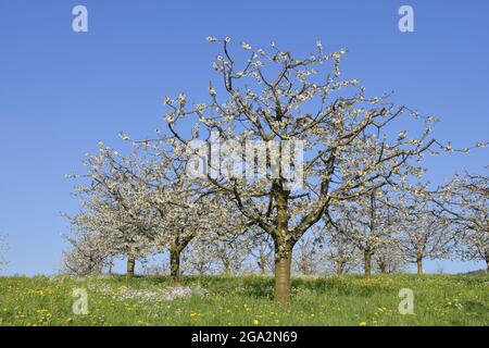 Blühende Kirschbäume (Prunus avium) auf Blumenwiese, Frühling; Kanton Basel-Landschaft, Schweiz, Europa Stockfoto