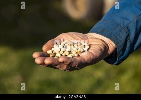 Nahaufnahme der Hand eines Bauern, der während der Herbsternte geerntete Fava-Bohnen (Faba sativa Motiva) hält; Namao, Edmonton, Alberta, Kanada Stockfoto