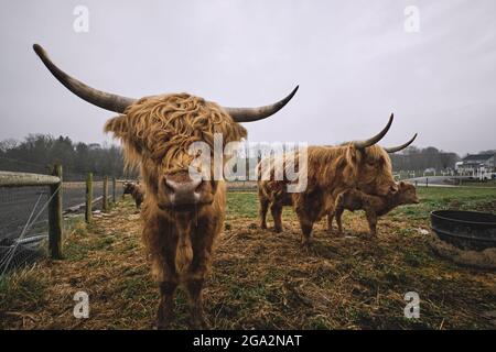 Nahaufnahme von Highland Cattle (Bos taurus), die auf einem Bauernhof stehen und die Kamera betrachten; Lititz, Pennsylvania, USA Stockfoto