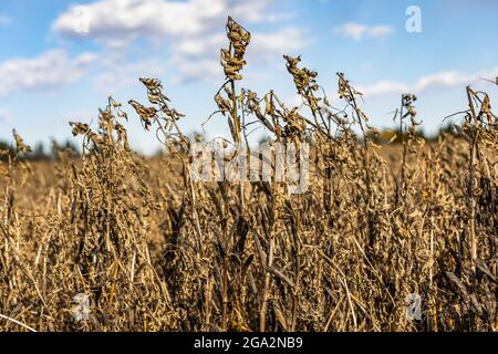 Nahaufnahme von Fava-Bohnen (Faba sativa Moench), die vollständig reif, trocken und erntereif sind und einen blauen, bewölkten Himmel haben; Namao, Alberta, Kanada Stockfoto