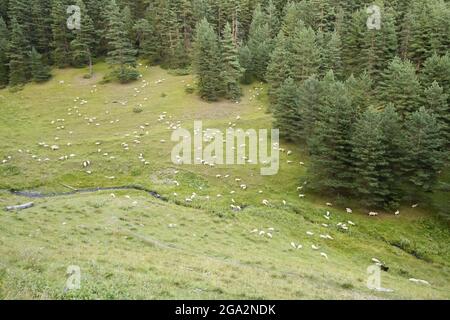 Aus der Vogelperspektive von Schafen (Ovis aries), die auf einem Feld mit einem Bach neben einem Wald außerhalb des Dorfes Shenako im Hochland der Tushe weiden... Stockfoto